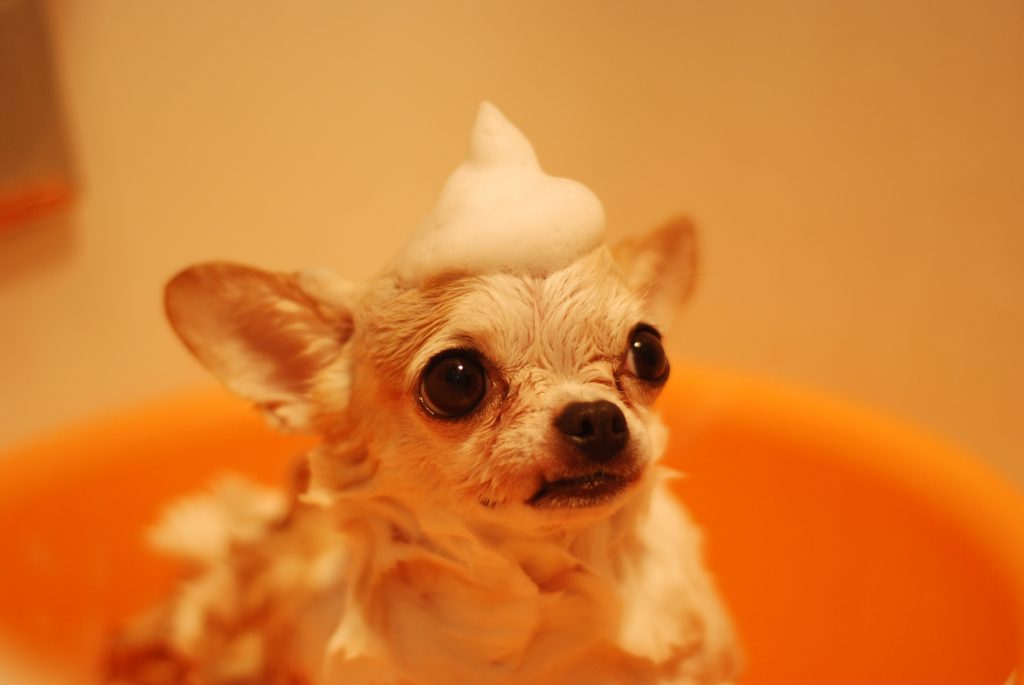 Chihuahua wassen met hondenshampoo