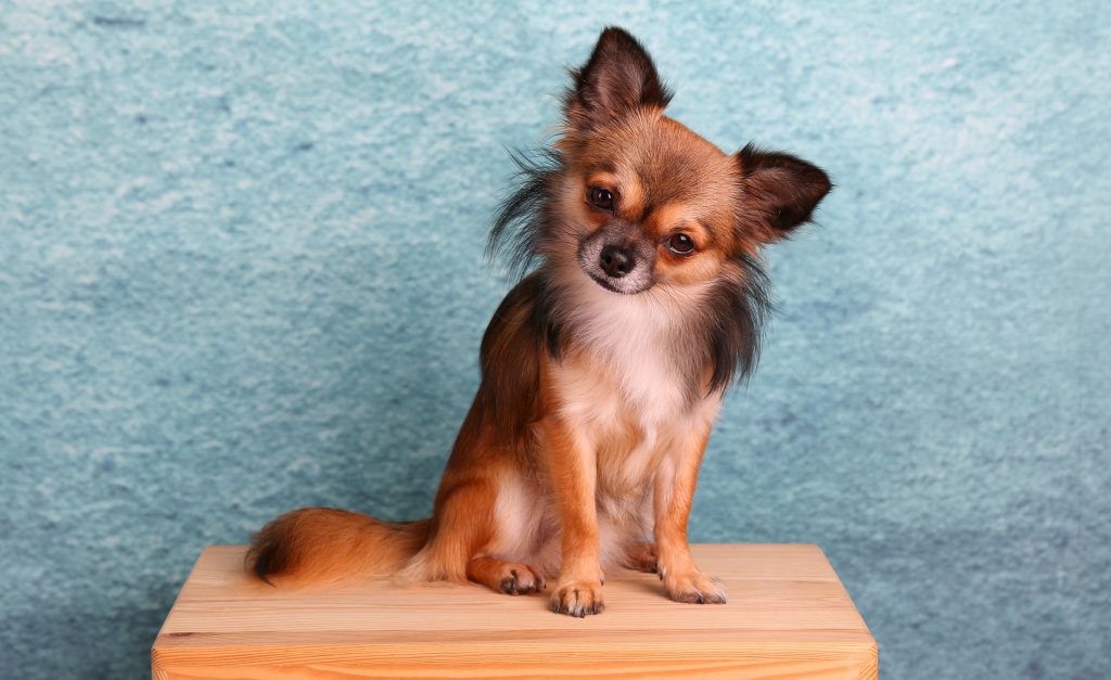 Chihuahua hondje