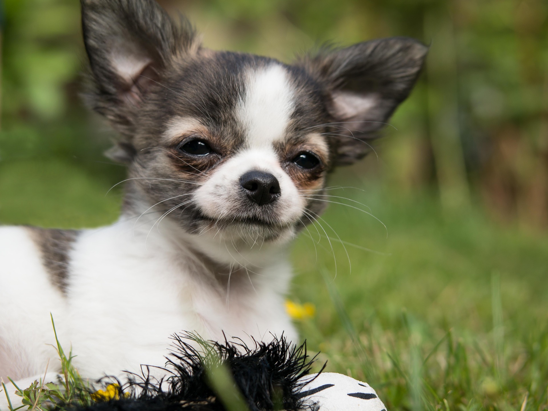 Hoe moet je een Chihuahua - Chihuahua informatie