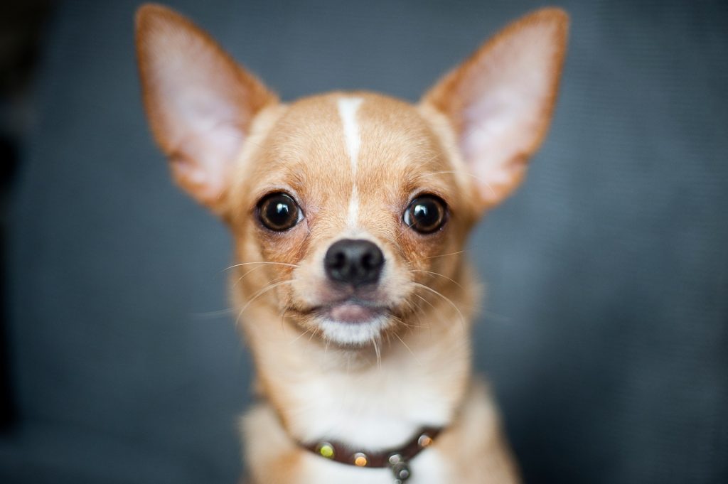 Kop van een Korthaar Chihuahua hondje