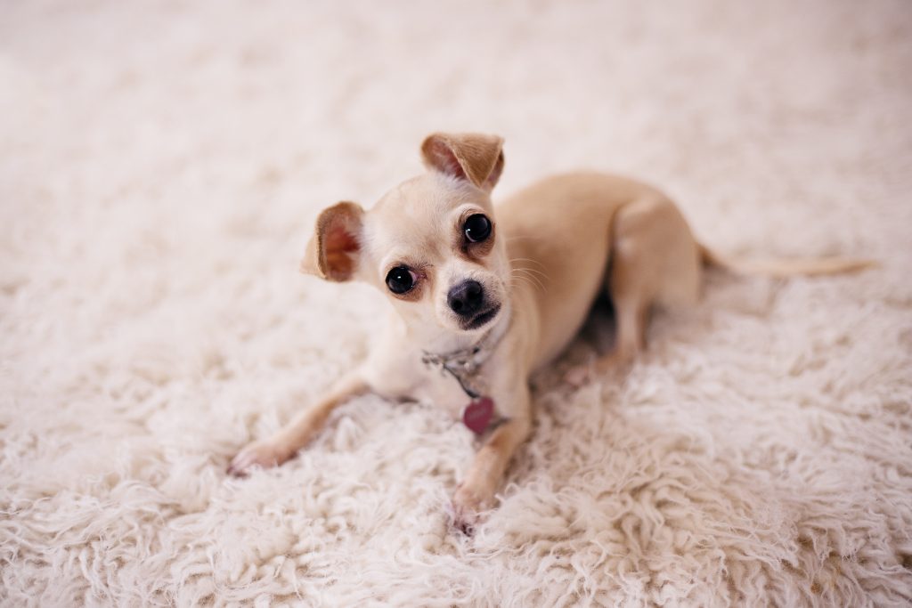 Chihuahua puppy kopen