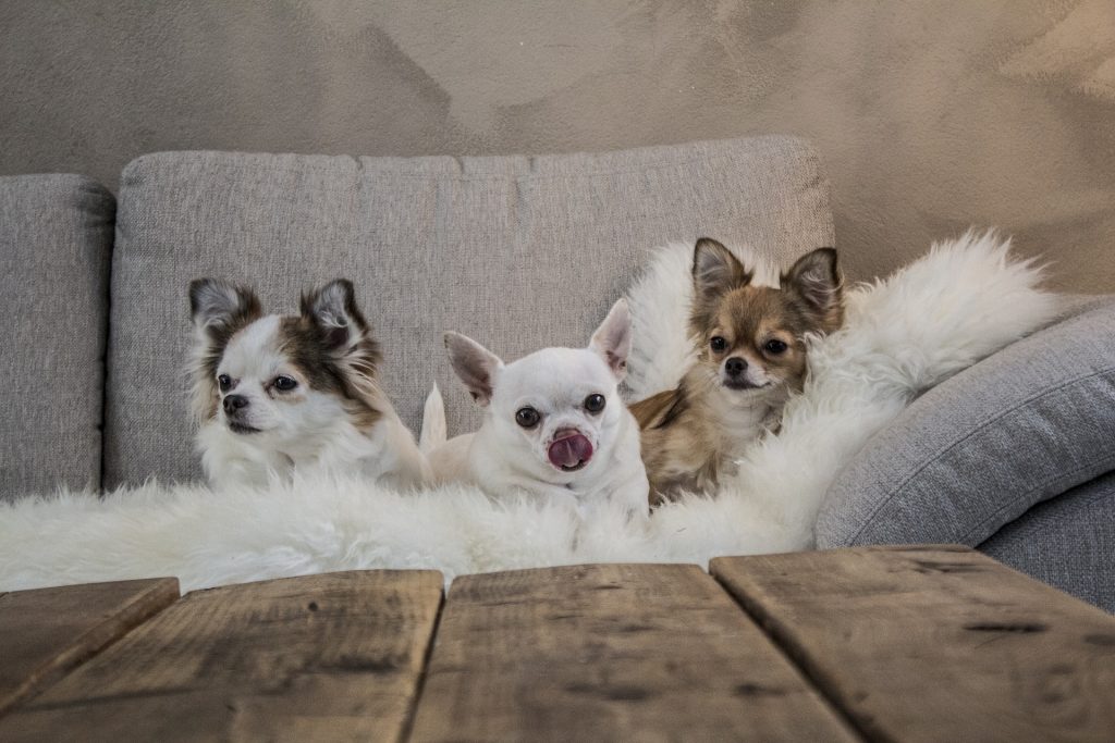 Chihuahua's op de bank