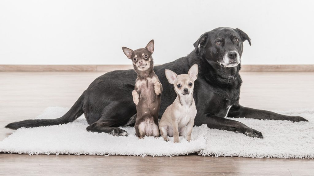 Chihuahua socialiseren met andere honden