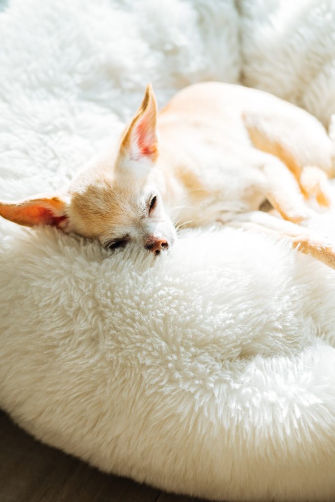 Chihuahua op kussen