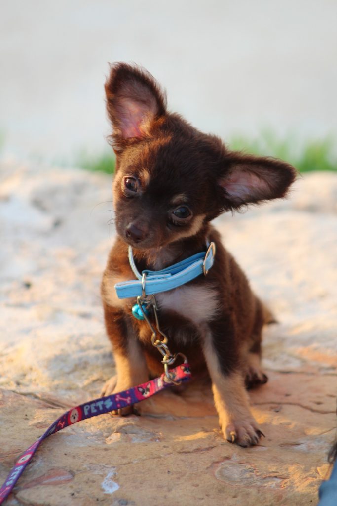 Chihuahua riempje en halsband