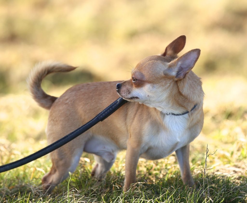 Chihuahua halsband