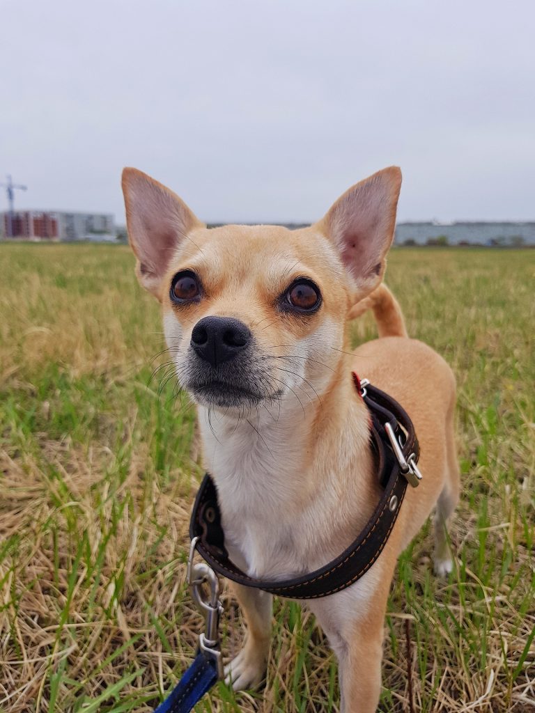 Chihuahua halsband
