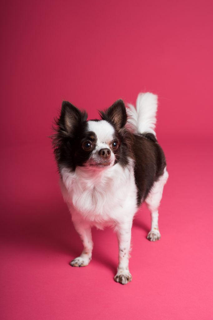Chihuahua ideaal gewicht
