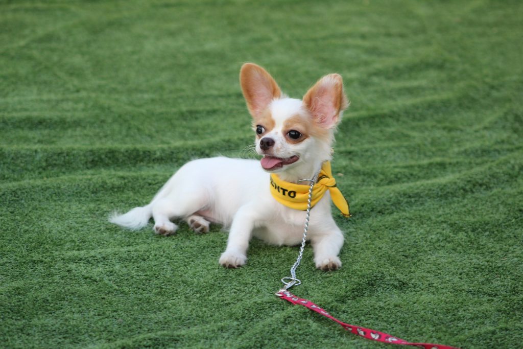 Chihuahua training