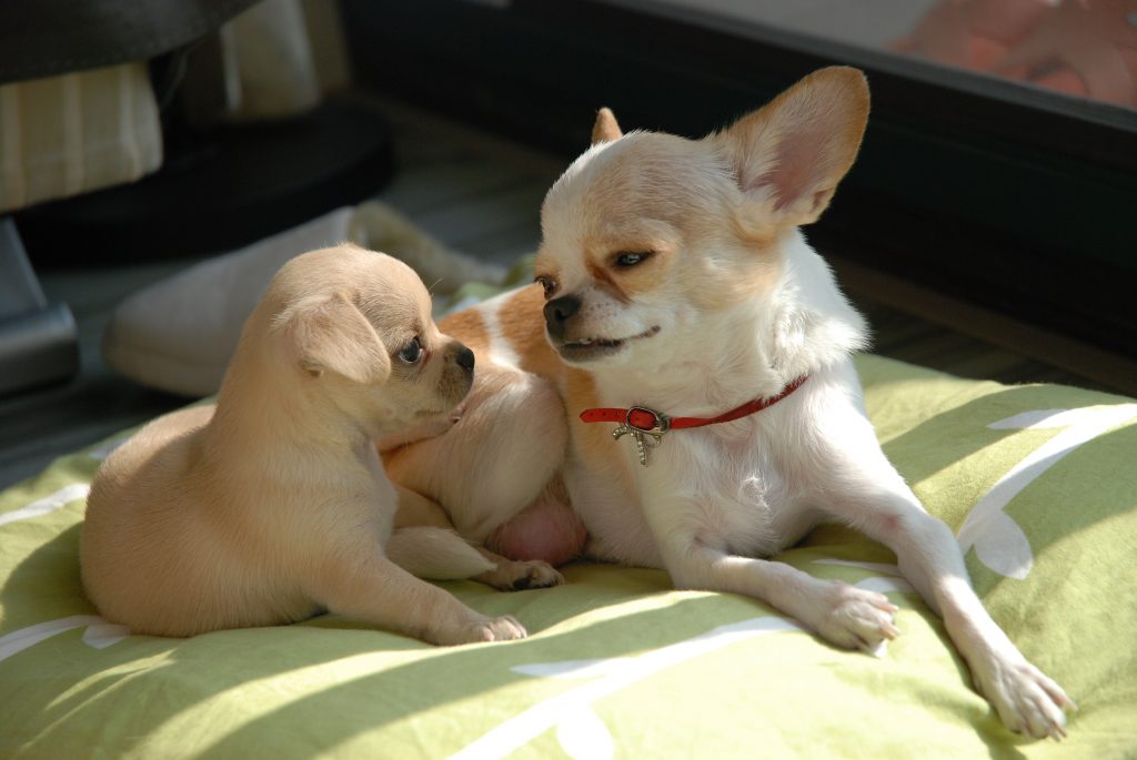 Nestje Chihuahua pups