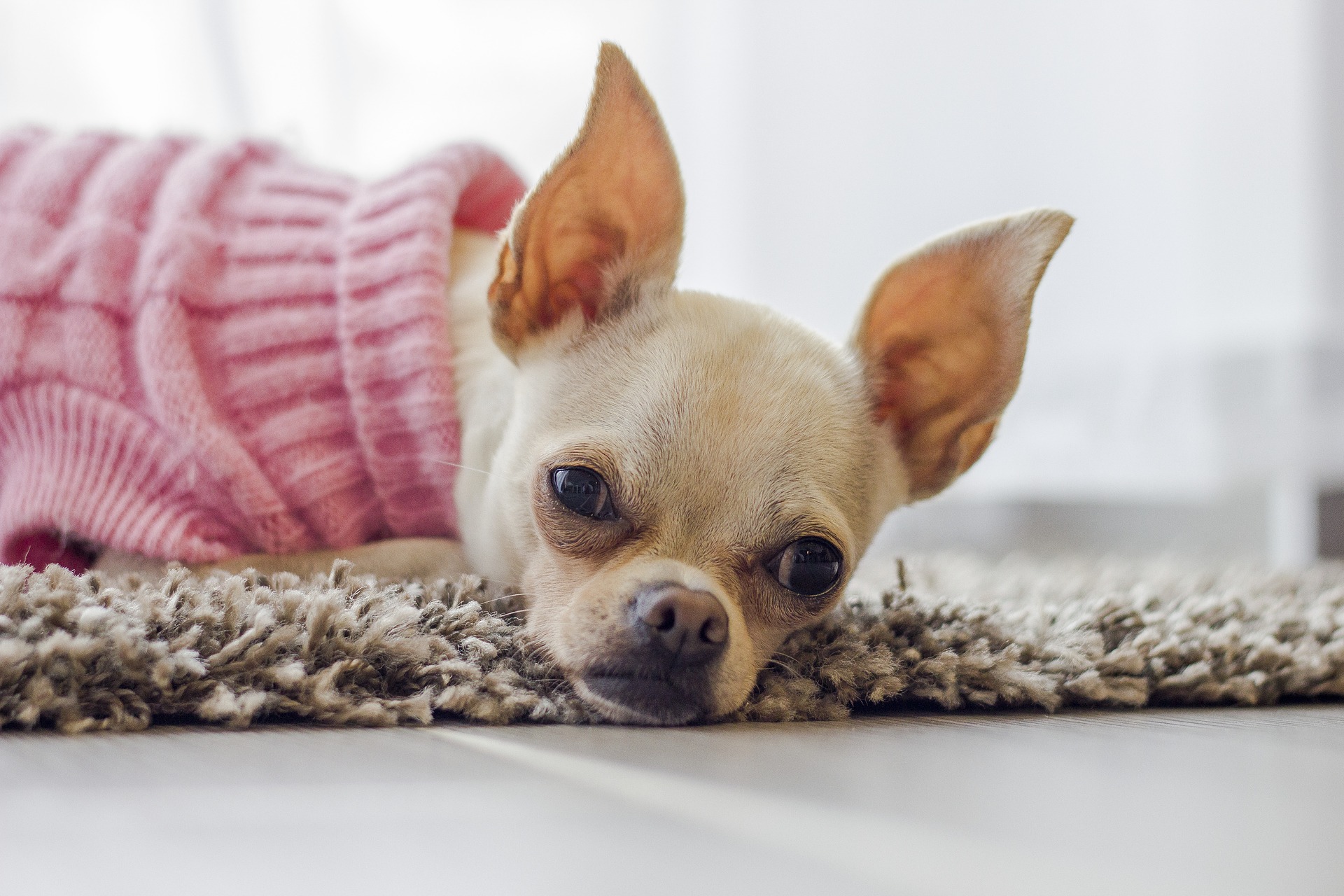 Chihuahua truitjes en bodywarmers - Zo vind je maat