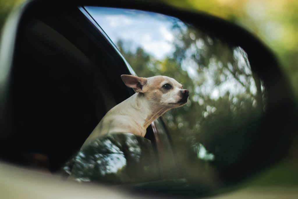 Chihuahua in auto vervoeren kan veilig in een autobench