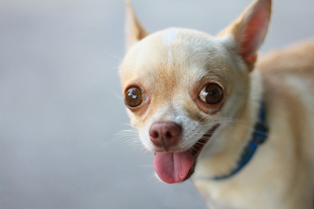 Waarom likken Chihuahua's?